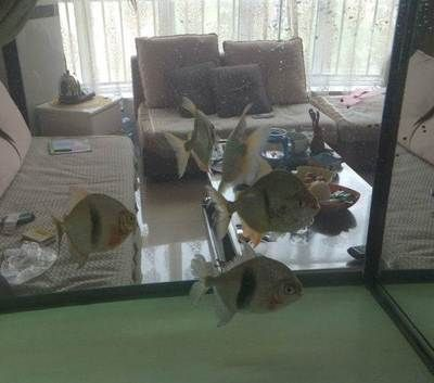 濰坊龍魚vs祥龍魚場（探討濰坊龍魚與祥龍魚場之間的差異之前，我們需要明確兩個概念） 濰坊龍魚vs祥龍魚場（探討濰坊龍魚與祥龍魚場之間的差異之前，我們需要明確兩個概念） 全國水族館企業(yè)名錄 第6張