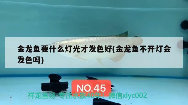 魚缸換水為什么要靜置（魚缸換水為什么要加鹽）
