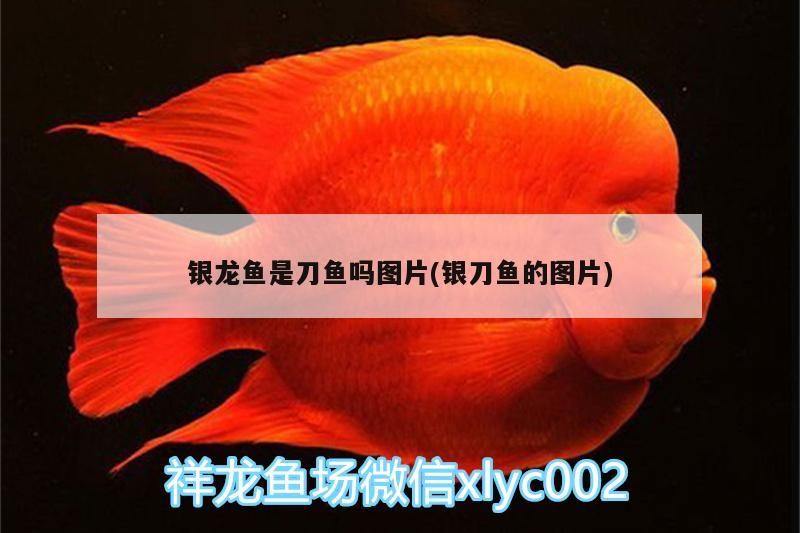 銀龍魚是刀魚嗎圖片(銀刀魚的圖片)