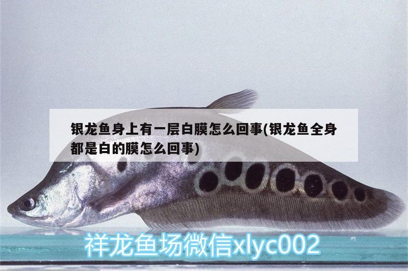魚缸用增氧泵價格是多少:魚缸增氧機-xtrac增氧機-xtrac增氧機 銀龍魚身上有一層白膜怎么回事(銀龍魚全身都是白的膜怎么回事) 銀龍魚百科 銀龍魚身上有一層白膜怎么回事(銀龍魚全身都是白的膜怎么回事) 銀龍魚身上有一層白膜怎么回事(銀龍魚全身都是白的膜怎么回事) 銀龍魚百科