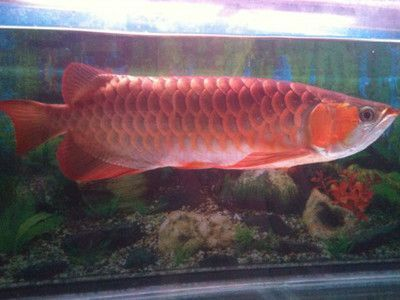 龍魚紅眼病怎么治療最好：如何判斷龍魚紅眼病的嚴重程度