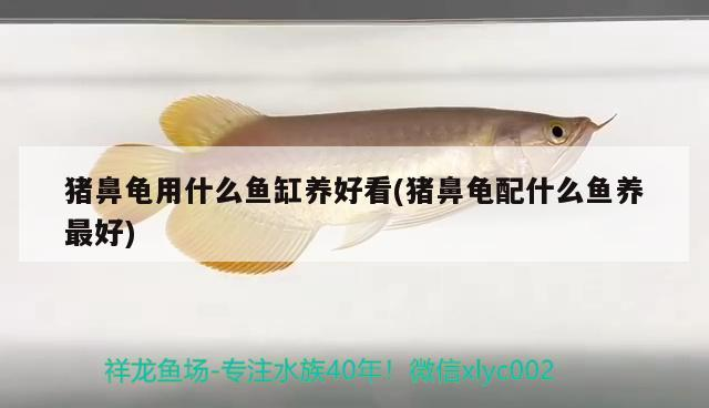 給大魚缸換水的作文:體驗給大魚缸換水的樂趣:體驗給大魚缸換水:給大魚缸換水的作文 豬鼻龜用什么魚缸養好看(豬鼻龜配什么魚養最好) 豬鼻龜百科 豬鼻龜用什么魚缸養好看(豬鼻龜配什么魚養最好) 豬鼻龜用什么魚缸養好看(豬鼻龜配什么魚養最好) 豬鼻龜百科