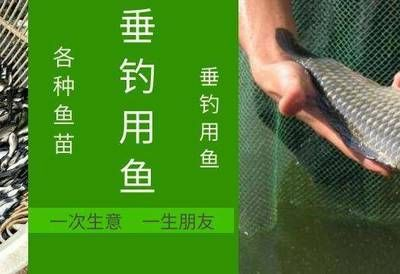 紅龍魚用什么濾材比較好釣：紅龍魚用什么濾材比較好紅龍魚用什么濾材比較好
