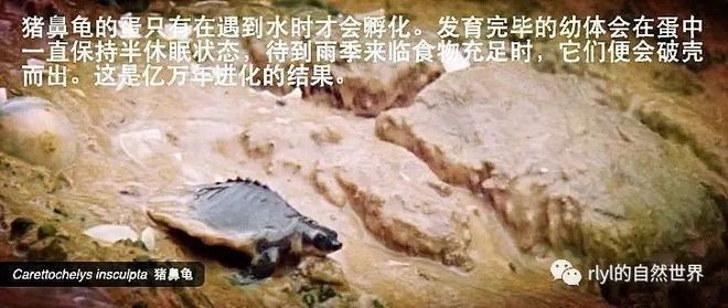 豬鼻龜的品種：關于豬鼻龜的一些詳細信息 豬鼻龜的品種：關于豬鼻龜的一些詳細信息 豬鼻龜百科 第3張