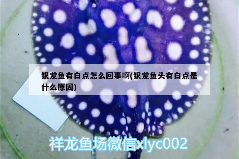 銀龍魚有白點(diǎn)怎么回事啊(銀龍魚頭有白點(diǎn)是什么原因)