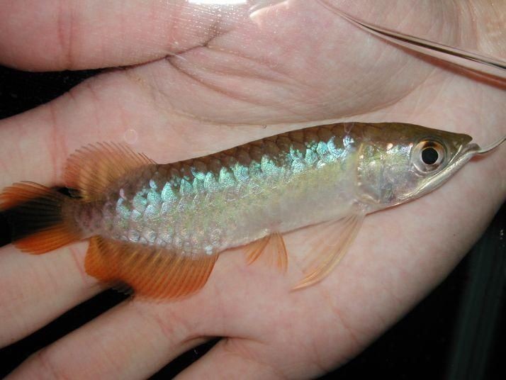 龍魚魚缸的價格表大全，魚缸價格表大全