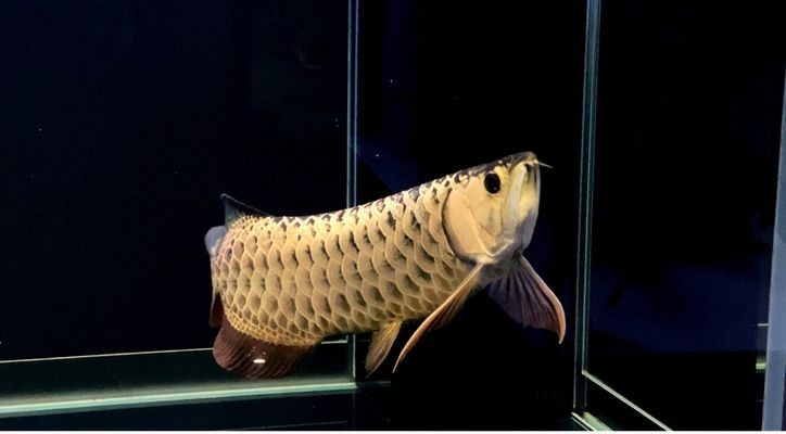 如何給龍魚換魚缸vs祥龍魚場：祥龍魚場評價龍魚換缸注意事項