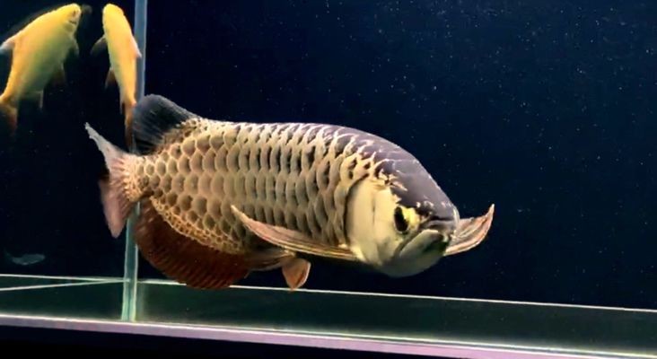 如何給龍魚換魚缸vs祥龍魚場：祥龍魚場評價龍魚換缸注意事項