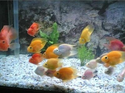 鸚鵡魚和虎魚混養怎么喂食:鸚鵡魚和虎魚混養怎么喂食鸚鵡魚和虎魚混養怎么喂食 虎魚百科 第1張 鸚鵡魚和虎魚混養怎么喂食:鸚鵡魚和虎魚混養怎么喂食鸚鵡魚和虎魚混養怎么喂食 鸚鵡魚和虎魚混養怎么喂食:鸚鵡魚和虎魚混養怎么喂食鸚鵡魚和虎魚混養怎么喂食 虎魚百科 第1張