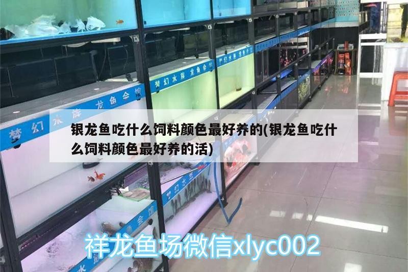 銀龍魚吃什么飼料顏色最好養的(銀龍魚吃什么飼料顏色最好養的活)