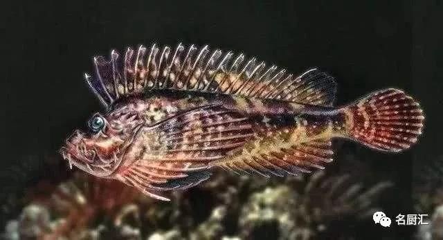 虎魚掉鱗怎么回事：虎魚掉鱗可能由以下幾個原因引起：水質問題是導致虎魚掉鱗的一個重要原因 虎魚掉鱗怎么回事：虎魚掉鱗可能由以下幾個原因引起：水質問題是導致虎魚掉鱗的一個重要原因 虎魚百科