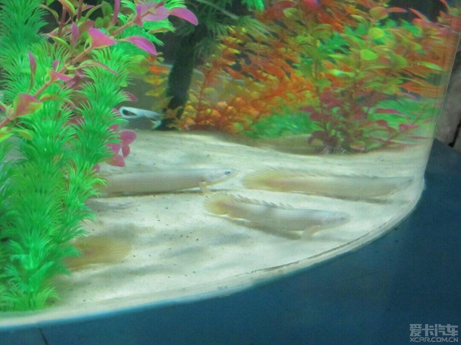 鄂州龍魚vs祥龍魚場（鄂州龍魚養(yǎng)殖場所生產(chǎn)的龍魚可能指的是祥龍金頭過背金龍） 鄂州龍魚vs祥龍魚場（鄂州龍魚養(yǎng)殖場所生產(chǎn)的龍魚可能指的是祥龍金頭過背金龍） 全國水族館企業(yè)名錄 第2張