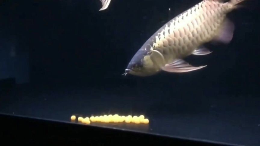 金龍魚繁殖水質管理方法：金龍魚繁殖期間的水質管理方法