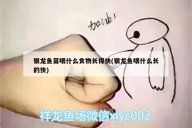 銀龍魚苗喂什么食物長得快(銀龍魚喂什么長的快)