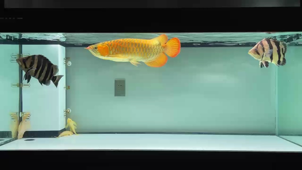 十四個月