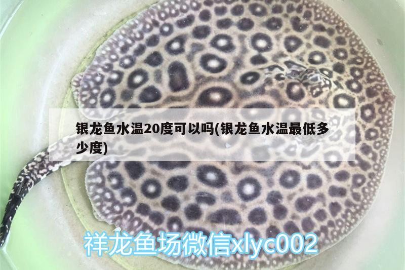銀龍魚水溫20度可以嗎(銀龍魚水溫最低多少度)