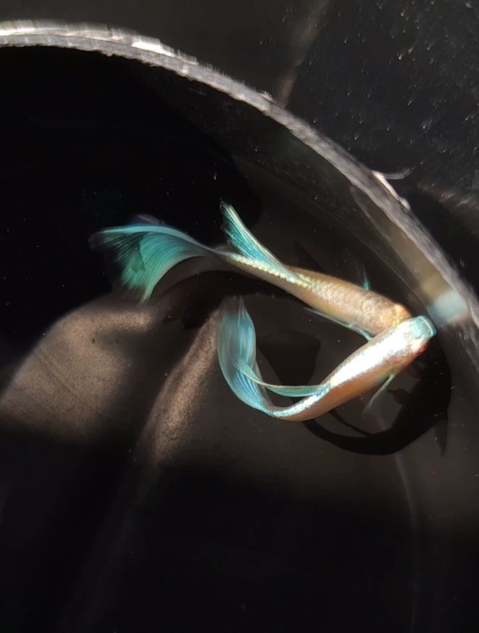 魚缸用增氧泵價(jià)格是多少:魚缸增氧機(jī)-xtrac增氧機(jī)-xtrac增氧機(jī) 藍(lán)白孔雀魚 龍魚論壇 藍(lán)白孔雀魚 藍(lán)白孔雀魚 龍魚論壇