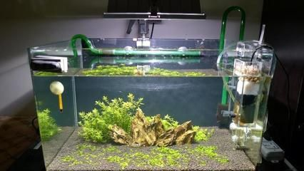 大魚缸水草修剪視頻：魚缸水草修剪技巧