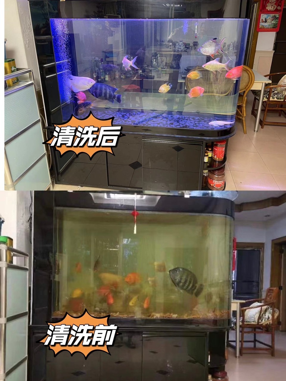 廣州魚缸清洗護理，魚缸安裝，搬運 廣州魚缸清洗護理，魚缸安裝，搬運 龍魚論壇 第2張