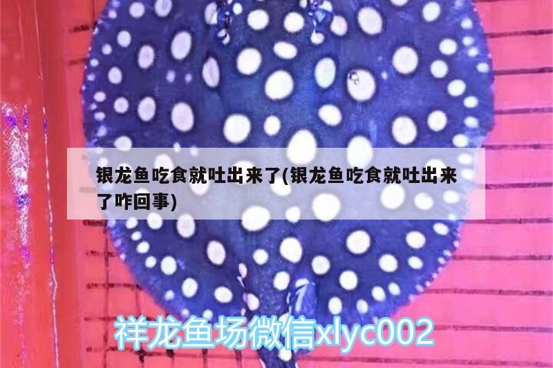 魚缸過濾器選購指南:自制魚缸過濾器魚缸上置過濾器對于養魚愛好者的必備知識 銀龍魚吃食就吐出來了(銀龍魚吃食就吐出來了咋回事) 銀龍魚百科 銀龍魚吃食就吐出來了(銀龍魚吃食就吐出來了咋回事) 銀龍魚吃食就吐出來了(銀龍魚吃食就吐出來了咋回事) 銀龍魚百科