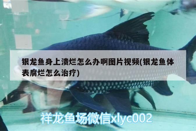 銀龍魚身上潰爛怎么辦啊圖片視頻(銀龍魚體表腐爛怎么治療) 銀龍魚身上潰爛怎么辦啊圖片視頻(銀龍魚體表腐爛怎么治療) 銀龍魚百科