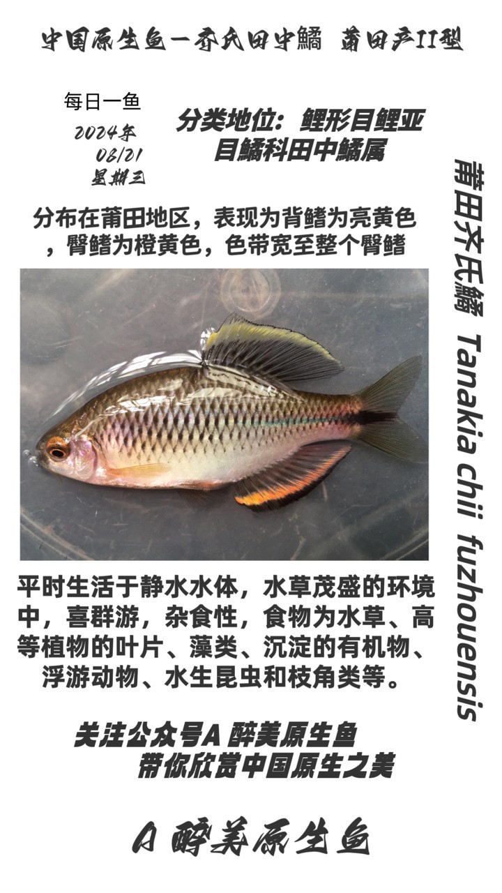 莆田齊氏鱊