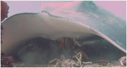 魟魚咀嚼不進食的原因是什么？：魟魚咀嚼不進食的原因是什么
