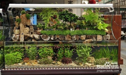 安康哪里有賣魚缸的地方啊圖片大全