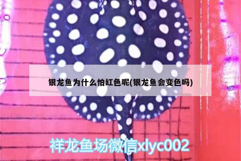 魚藥 銀龍魚為什么怕紅色呢(銀龍魚會變色嗎) 銀龍魚百科 銀龍魚為什么怕紅色呢(銀龍魚會變色嗎) 銀龍魚為什么怕紅色呢(銀龍魚會變色嗎) 銀龍魚百科