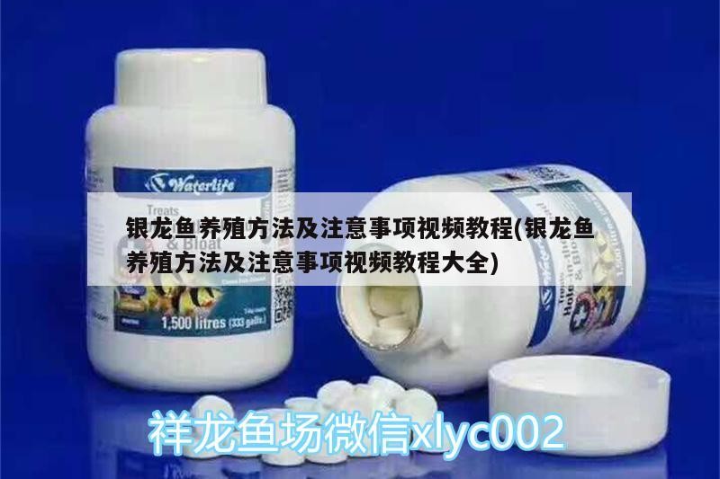 銀龍魚養殖方法及注意事項視頻教程(銀龍魚養殖方法及注意事項視頻教程大全)