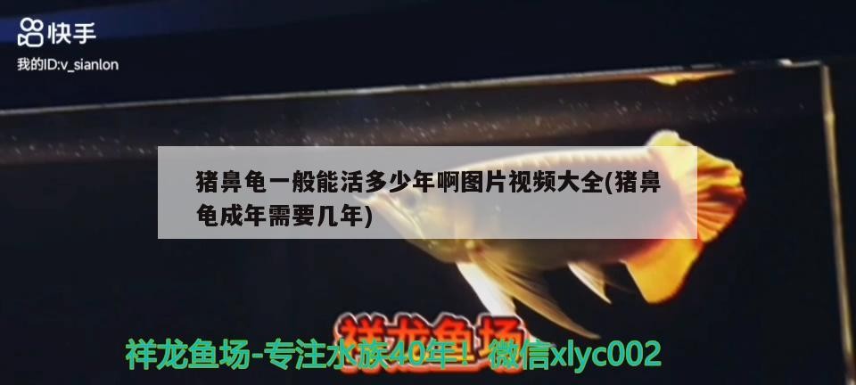 豬鼻龜一般能活多少年啊圖片視頻大全(豬鼻龜成年需要幾年)