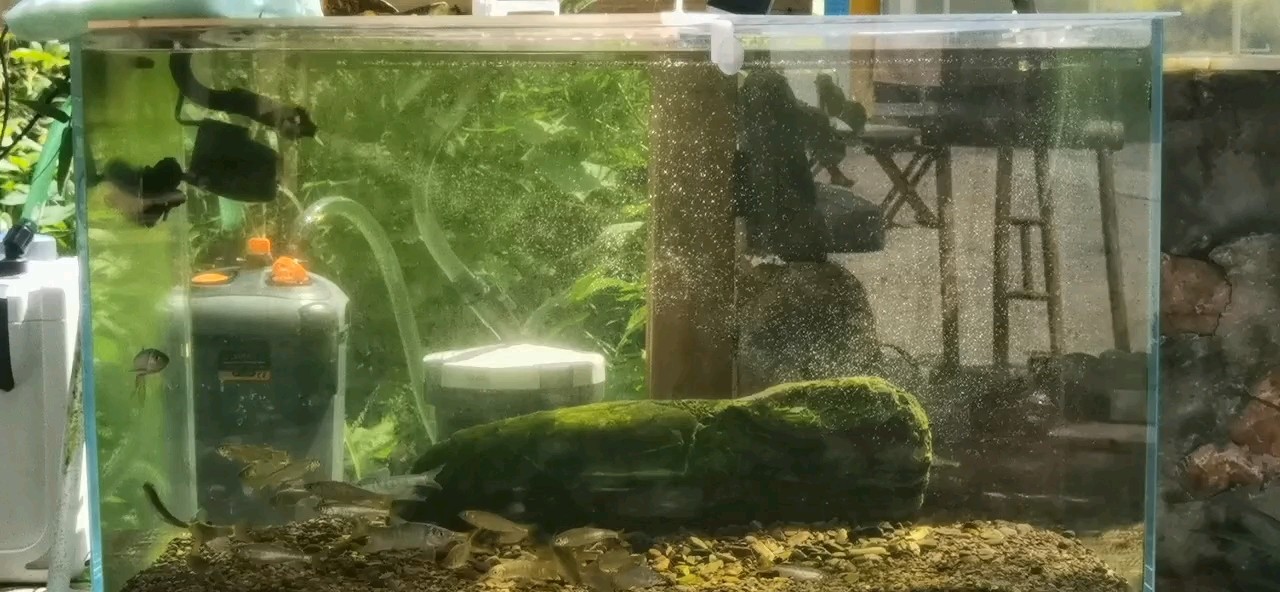 給大魚缸換水的作文:體驗(yàn)給大魚缸換水的樂趣:體驗(yàn)給大魚缸換水:給大魚缸換水的作文 室外原生缸 龍魚論壇 室外原生缸 室外原生缸 龍魚論壇
