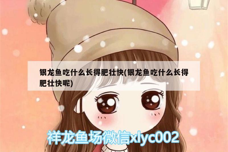 銀龍魚吃什么長得肥壯快(銀龍魚吃什么長得肥壯快呢) 銀龍魚吃什么長得肥壯快(銀龍魚吃什么長得肥壯快呢) 銀龍魚百科