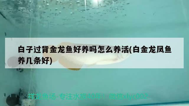 白子過背金龍魚好養(yǎng)嗎怎么養(yǎng)活(白金龍鳳魚養(yǎng)幾條好) 白子過背金龍魚好養(yǎng)嗎怎么養(yǎng)活(白金龍鳳魚養(yǎng)幾條好) 金龍魚百科