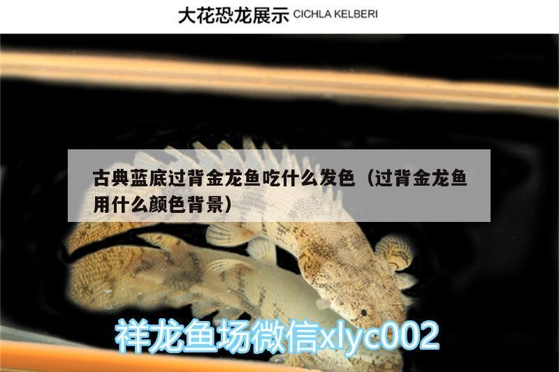 魚缸過濾器選購指南:自制魚缸過濾器魚缸上置過濾器對于養魚愛好者的必備知識 古典藍底過背金龍魚吃什么發色(過背金龍魚用什么顏色背景) 金龍魚百科 古典藍底過背金龍魚吃什么發色(過背金龍魚用什么顏色背景) 古典藍底過背金龍魚吃什么發色(過背金龍魚用什么顏色背景) 金龍魚百科