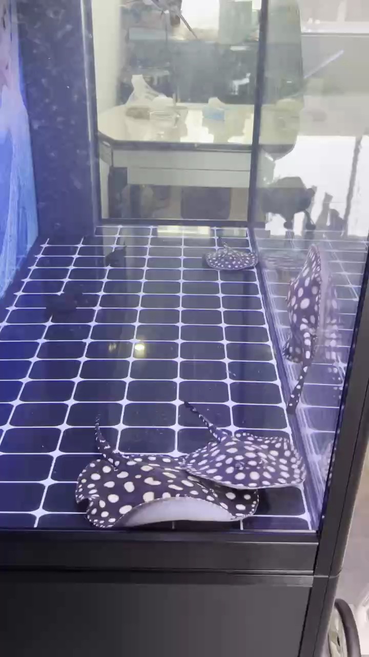 想做繁殖，大缸加熱是難題吧 想做繁殖，大缸加熱是難題吧 龍魚論壇