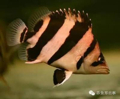 虎魚群養(yǎng)會明嗎：群養(yǎng)虎魚會有一些優(yōu)勢和挑戰(zhàn)，虎魚群養(yǎng)會明嗎，需要注意什么