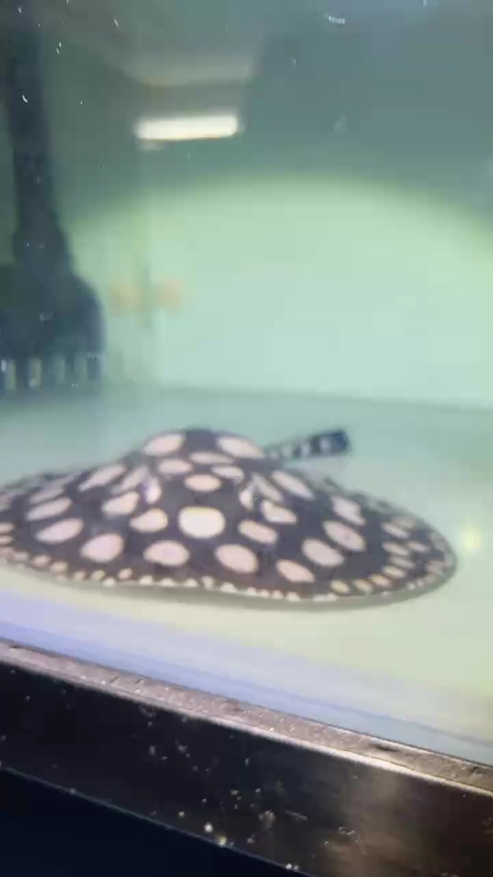 肥墩墩 肥墩墩 龍魚論壇