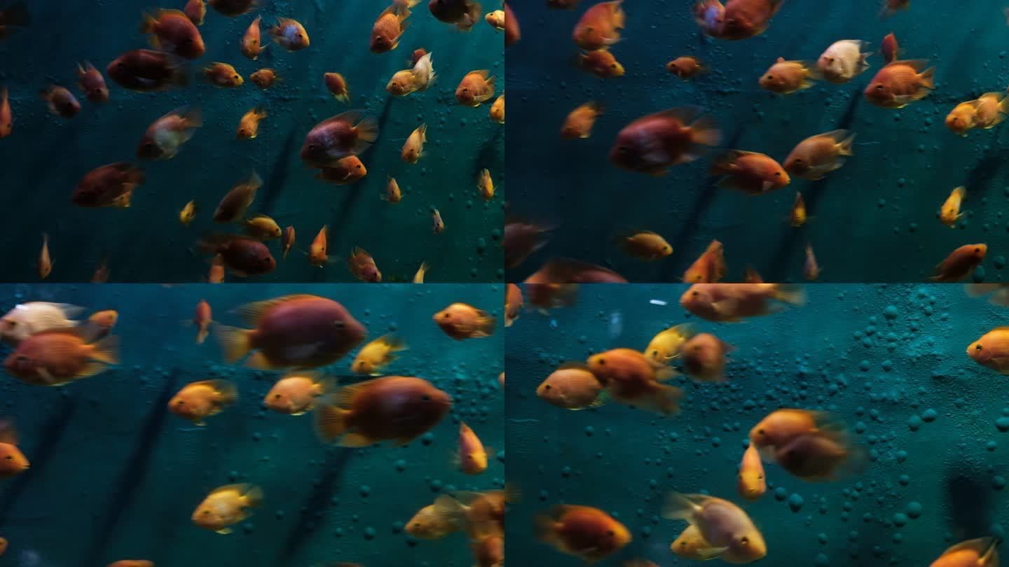 德陽水族館vs祥龍魚場（德陽水族館和祥龍魚場有什么區(qū)別？）