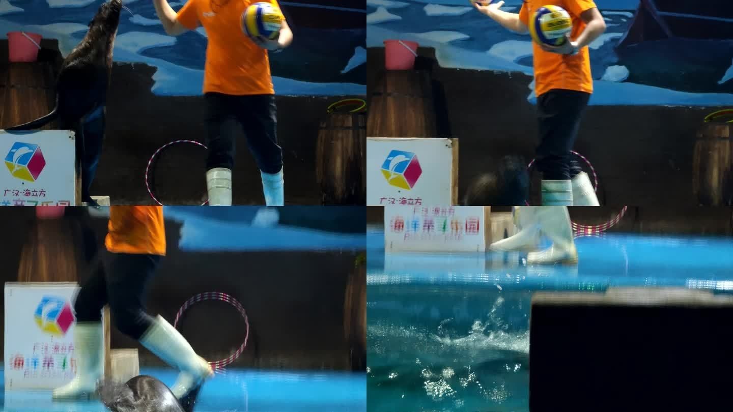 德陽水族館vs祥龍魚場（德陽水族館和祥龍魚場有什么區(qū)別？）