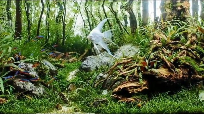 鞍山經濟開發區樂樂魚水族屋（鞍山經濟開發區樂樂魚水族屋地址） 鞍山經濟開發區樂樂魚水族屋（鞍山經濟開發區樂樂魚水族屋地址） 全國水族館企業名錄 第2張