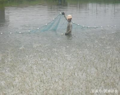 福魟魟魚養殖密度的最佳實踐：關于“福[需手動填充][需手動填充]魚養殖密度的最佳實踐”的探討