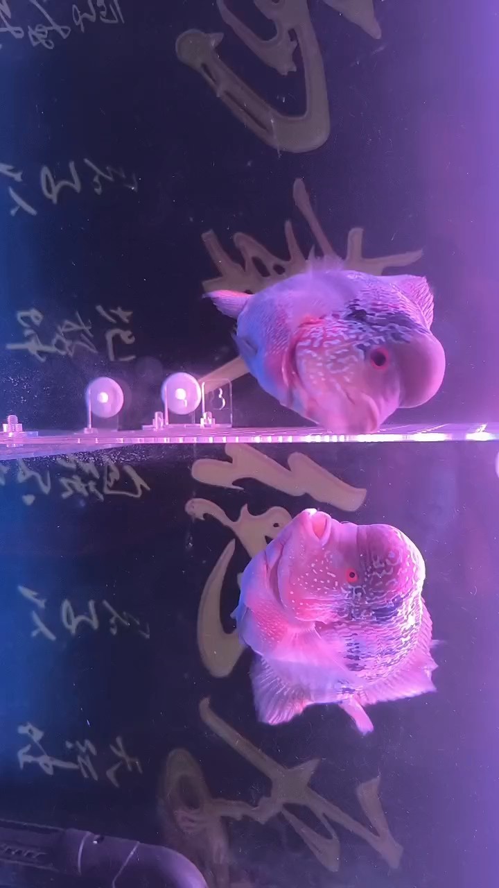 天生一對這吻好猛[haha][haha]