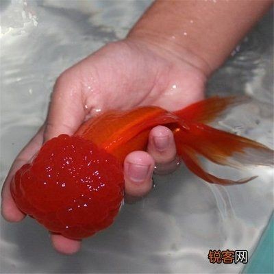 紅龍魚上色秘訣圖解：如何通過科學的養殖方式讓紅龍魚呈現出更加鮮艷的紅色