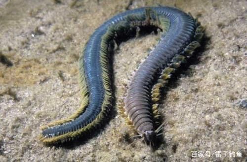 魟魚活餌冷凍保存技巧：魟魚活餌冷凍保存最佳溫度，冷凍干燥活餌的制作方法