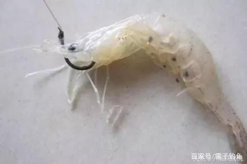 魟魚活餌冷凍保存技巧：魟魚活餌冷凍保存最佳溫度，冷凍干燥活餌的制作方法