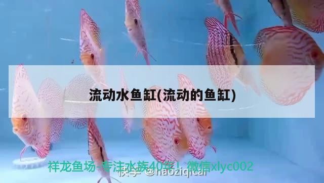 流動(dòng)水魚缸(流動(dòng)的魚缸) 流動(dòng)水魚缸(流動(dòng)的魚缸) iwish愛(ài)唯希品牌魚缸