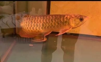 龍魚突然死了什么原因_ 龍魚突然死了什么原因_ 龍魚百科 第1張