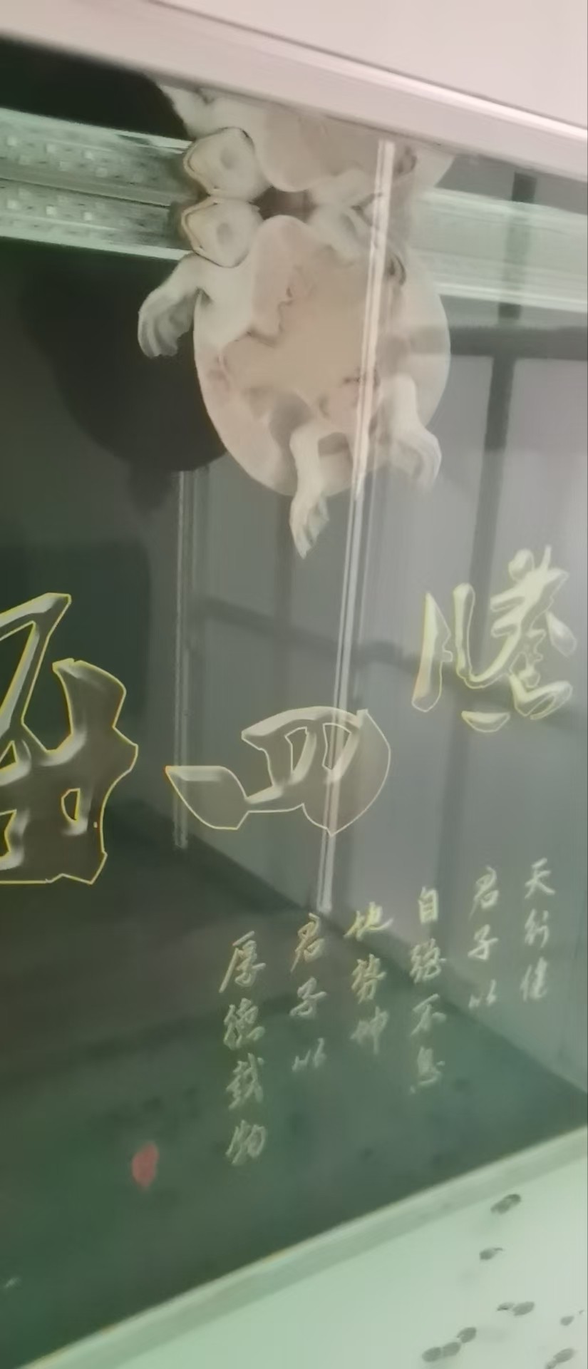 請問豬鼻子怎么了這是？不愛動，沒精神頭，不下沉了[yun][yun]