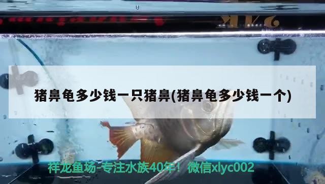 豬鼻龜多少錢一只豬鼻(豬鼻龜多少錢一個)